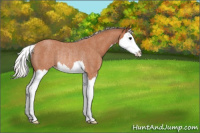 Horse Color:Silver Bay Roan Splash Rabicano