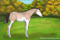 Horse Color:Amber Champagne Roan Sabino Splash Rabicano 
