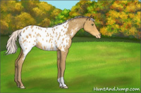 Horse Color:Silver Classic Cream Champagne Appaloosa 