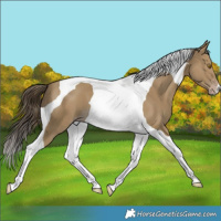 Horse Color:Classic Cream Champagne Tobiano