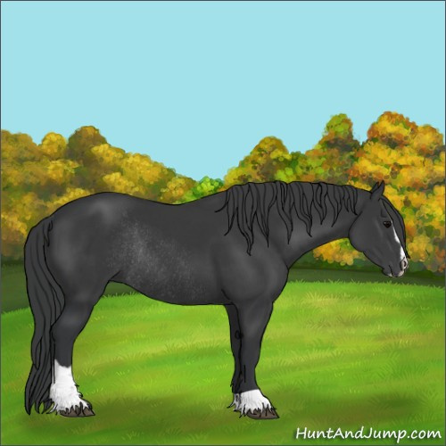 Horse Color:Black Sabino Rabicano 
