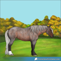 Horse Color:Silver Brown Roan
