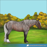 Horse Color:Silver Brown Roan 