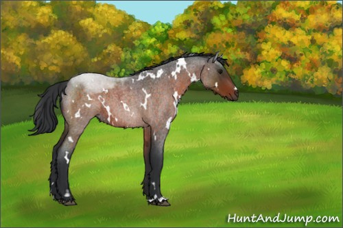 Horse Color:White Spotted Brown Roan 