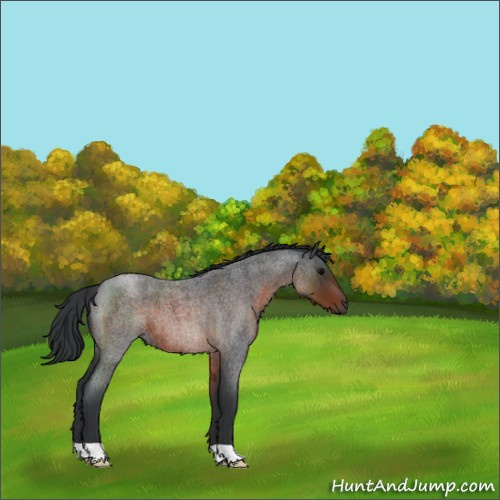 Horse Color:Brown Roan 