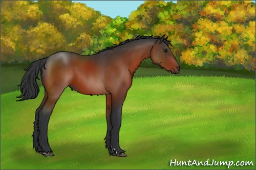 Horse Color:Brown Sabino 