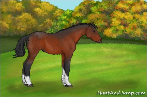 Horse Color:Bay Tobiano 