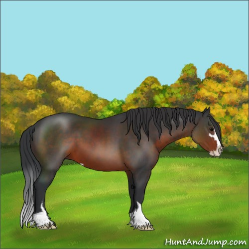 Horse Color:Brown Sabino 