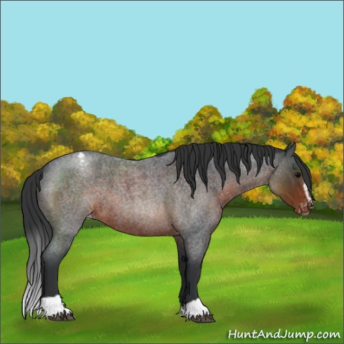 Horse Color:Brown Roan Sabino Appaloosa 