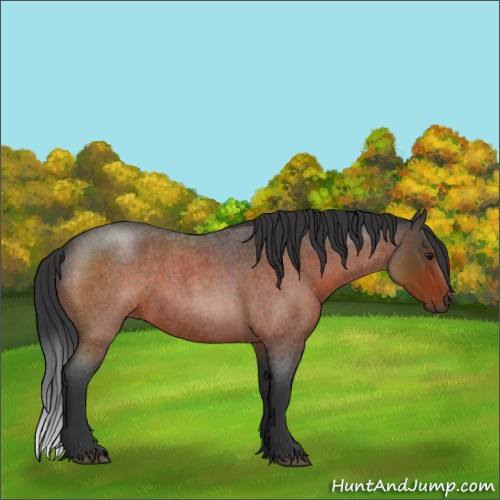 Horse Color:Brown Roan 