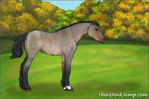 Horse Color:Brown Roan Dun 