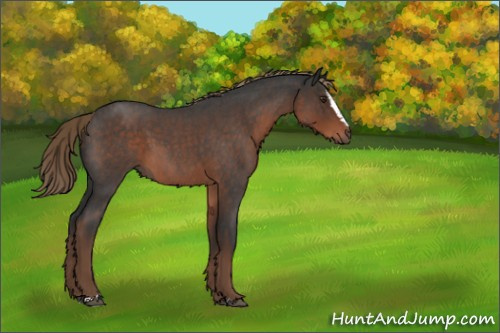 Horse Color:Liver Red Roan Sabino 