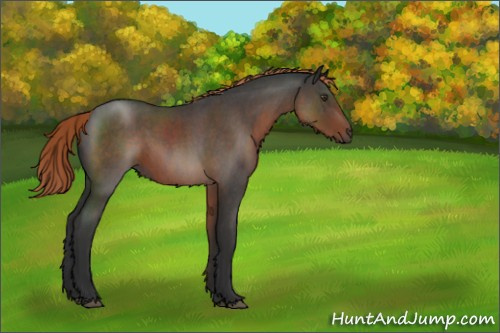 Horse Color:Liver Red Roan 