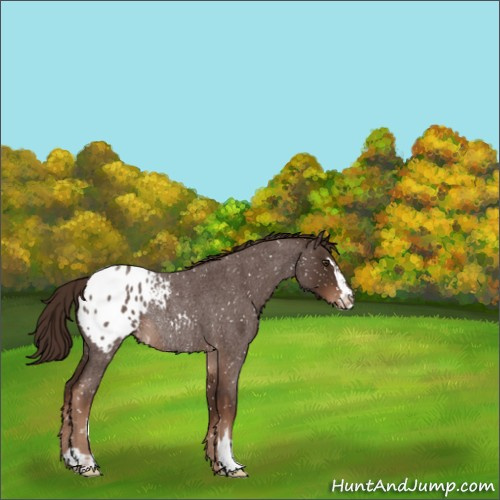 Horse Color:Liver Red Roan Sabino Appaloosa Rabicano 