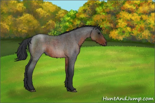 Horse Color:Brown Roan Sabino 