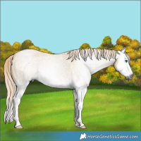 Horse Color:Gray Palomino Roan Dun Splash Rabicano