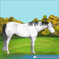Horse Color:Gray Smoky Grullo Sabino Tobiano Rabicano 