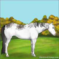 Horse Color:White Spotted Smoky Grullo