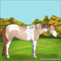 Horse Color:Buckskin Pearl Sabino Tobiano