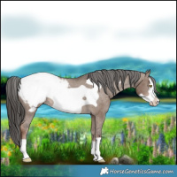 Horse Color:Liver Red Dun Frame Appaloosa 