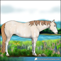 Horse Color:Smoky Grullo Pearl Sabino 