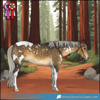 Horse Color:White Spotted Silver Buckskin Tobiano