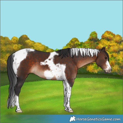 Horse Color:Brown Tobiano Frame 