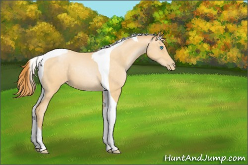 Horse Color:Buckskin Pearl Tobiano 