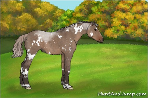 Horse Color:White Spotted Silver Grullo 