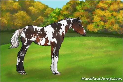 Horse Color:Gray White Spotted Silver Brown 