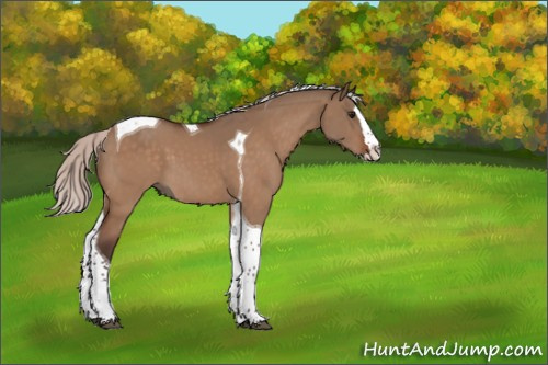 Horse Color:Silver Bay Dun Splash Tobiano 