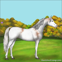 Horse Color:White Spotted Silver Bay Splash 
