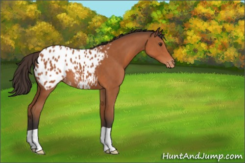 Horse Color:Bay Appaloosa 
