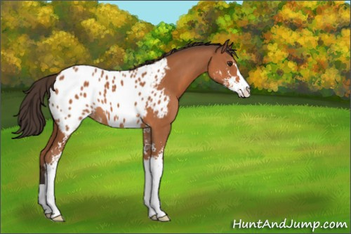 Horse Color:Bay Sabino Appaloosa 