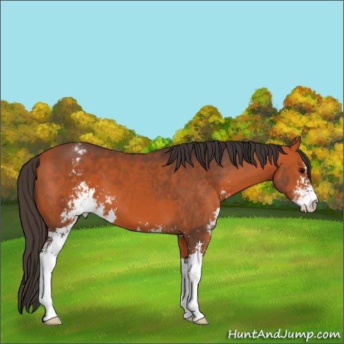 Horse Color:Bay Sabino Appaloosa 