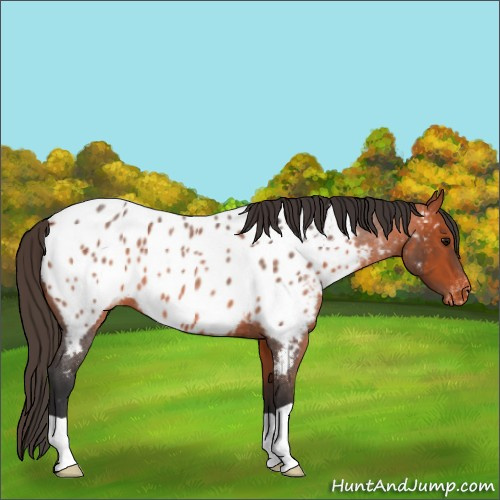 Horse Color:Bay Roan Appaloosa 