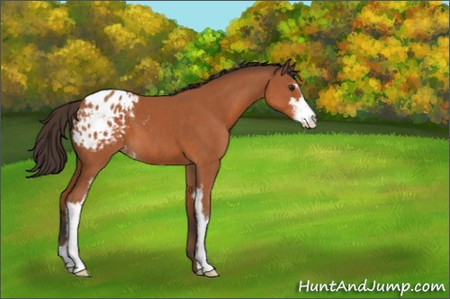 Horse Color:Bay Sabino Appaloosa 