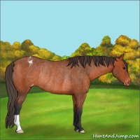 Horse Color:Bay Appaloosa Rabicano 