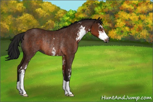 Horse Color:Gray Bay Sabino Rabicano 