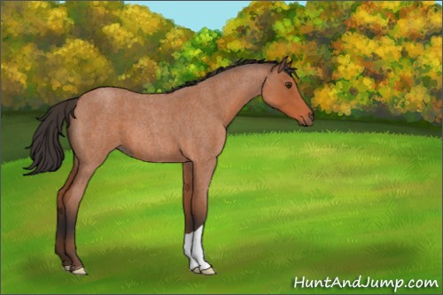 Horse Color:Bay Roan 