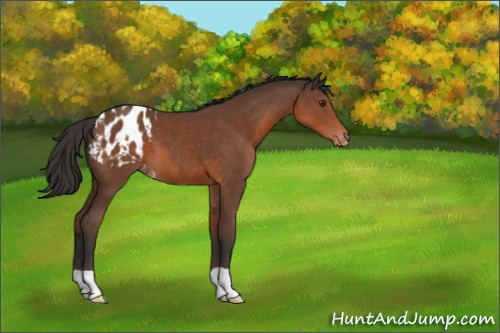 Horse Color:Bay Appaloosa 