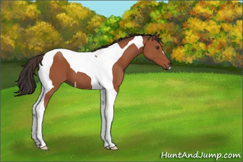 Horse Color:Bay Tobiano 