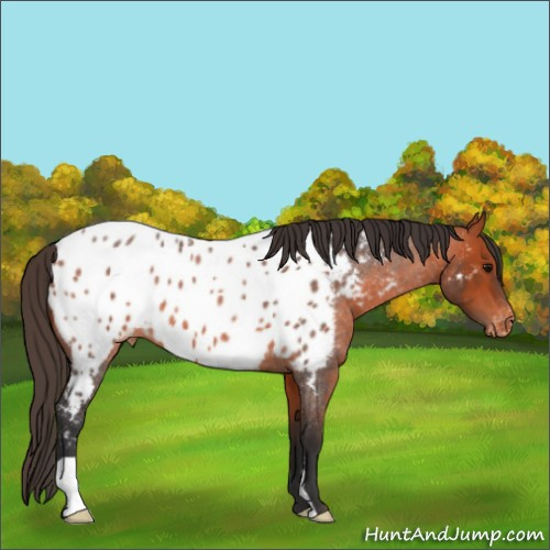 Horse Color:Bay Roan Appaloosa 
