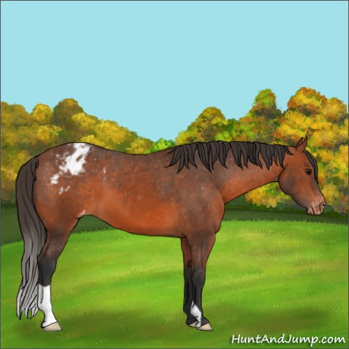 Horse Color:Bay Appaloosa 