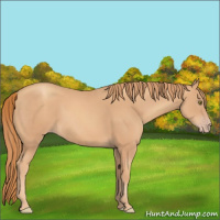 Horse Color:Gold Champagne 