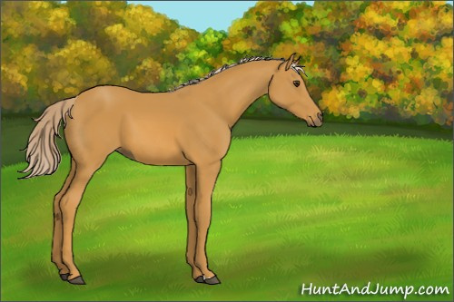 Horse Color:Palomino