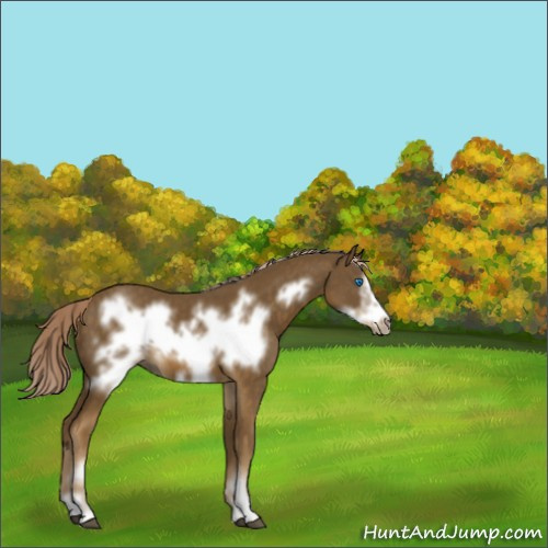 Horse Color:Chocolate Palomino Frame