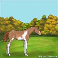 Horse Color:Chestnut Tobiano Frame 