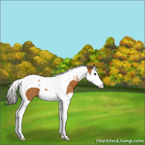 Horse Color:Buckskin Splash Tobiano