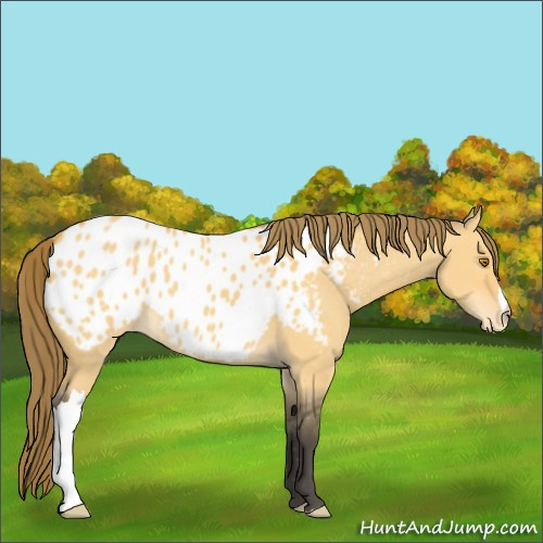 Horse Color:Buckskin Dun Appaloosa 